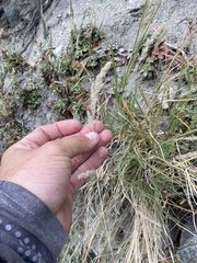 Muhlenbergia andina