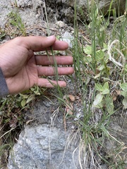 Muhlenbergia andina