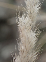 Muhlenbergia andina