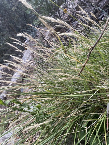 foxtail muhly (Muhlenbergia andina)