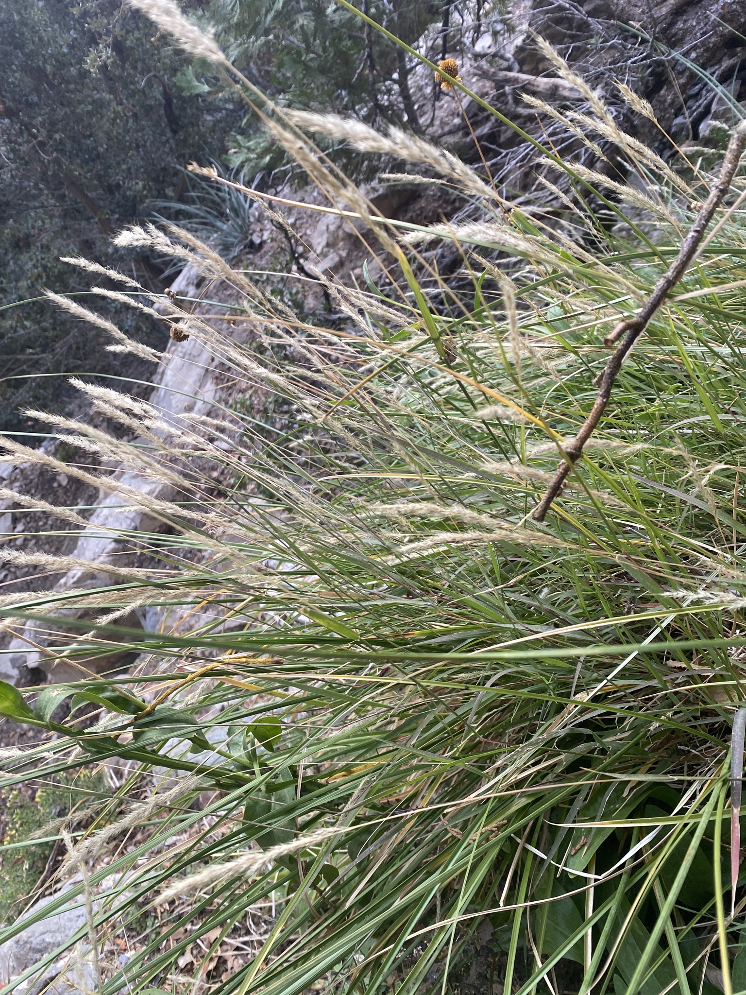 Muhlenbergia andina