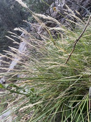 Muhlenbergia andina