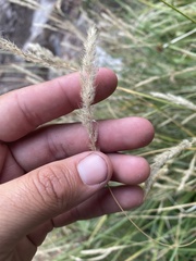 Muhlenbergia andina