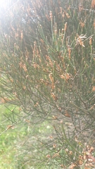 Allocasuarina paludosa