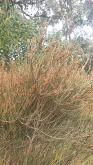 Allocasuarina paludosa