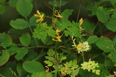 Corydalis speciosa