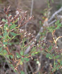 Limonium scabrum scabrum