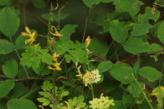 Corydalis speciosa