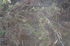 Limonium scabrum scabrum