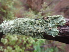 Parmotrema subtinctorium