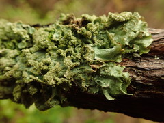 Parmotrema subtinctorium