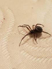 Steatoda
