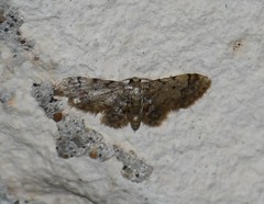 Idaea pervertipennis