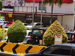 Syzygium myrtifolium