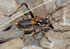 Antaxius hispanicus