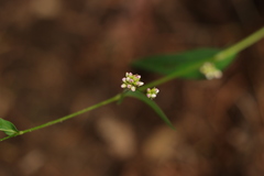 Persicaria sagittata