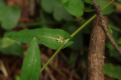 Persicaria sagittata