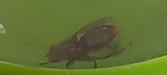 Calyptratae