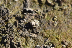 Ochterus marginatus