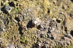 Ochterus marginatus