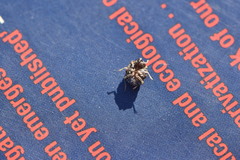 Ochterus marginatus