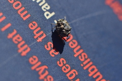 Ochterus marginatus
