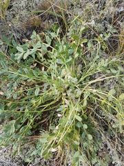Oxytropis caespitosa