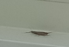 Ctenolepisma lineatum