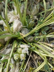Oxytropis caespitosa