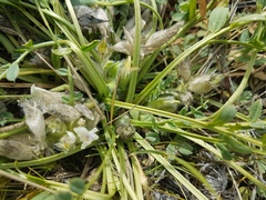 Oxytropis caespitosa
