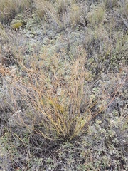 Bupleurum bicaule