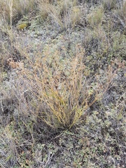 Bupleurum bicaule