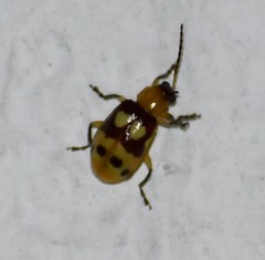 Paranapiacaba connexa