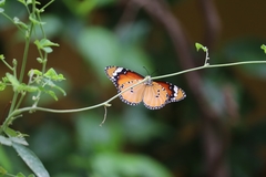 Danaus chrysippus