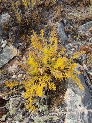 Ferulopsis hystrix