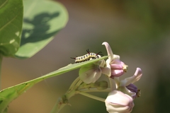 Danaus chrysippus