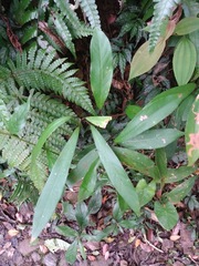 Machilus japonica