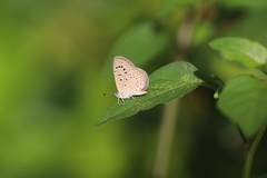 Zizeeria karsandra