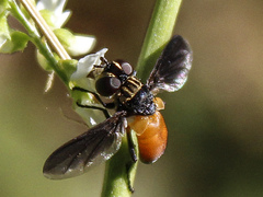 Trichopoda pennipes