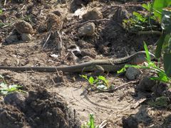 Aspidoscelis guttatus