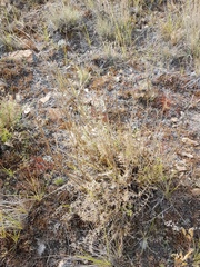 Ferulopsis hystrix