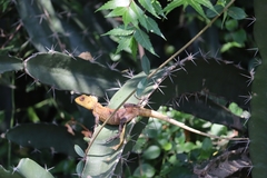 Calotes versicolor