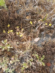 Bupleurum bicaule