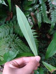 Machilus japonica