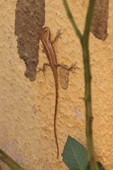 Calotes versicolor