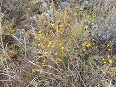 Bupleurum bicaule