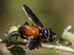 Trichopoda pennipes