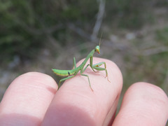 Trachymantis dentifrons