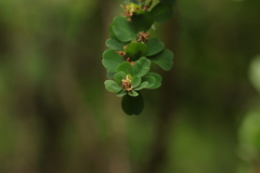 Lespedeza cyrtobotrya