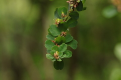 Lespedeza cyrtobotrya